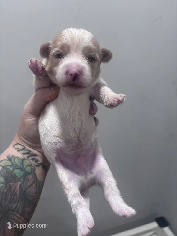 Mochi – Yorkshire Terrier puppy for sale in Knoxville, TN