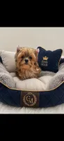 Scooter, a male Yorkshire Terrier for sale in Knoxville, TN – 2 of 4