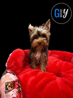 Knox, a male Yorkshire Terrier for sale in Knoxville, TN – 5 of 7