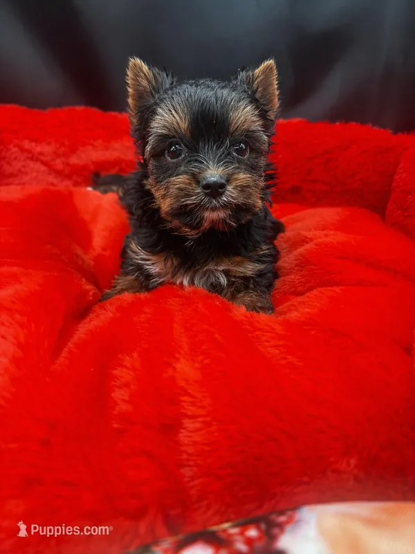 Winston – Yorkshire Terrier puppy for sale in Knoxville, TN