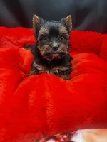 Winston, a male Yorkshire Terrier for sale in Knoxville, TN – 1 of 2