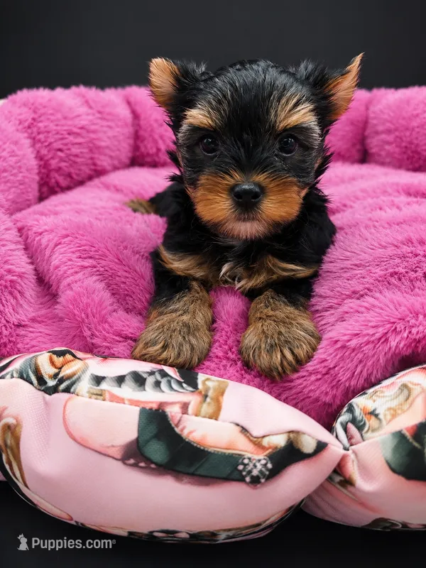 Winnie – Yorkshire Terrier puppy for sale in Knoxville, TN