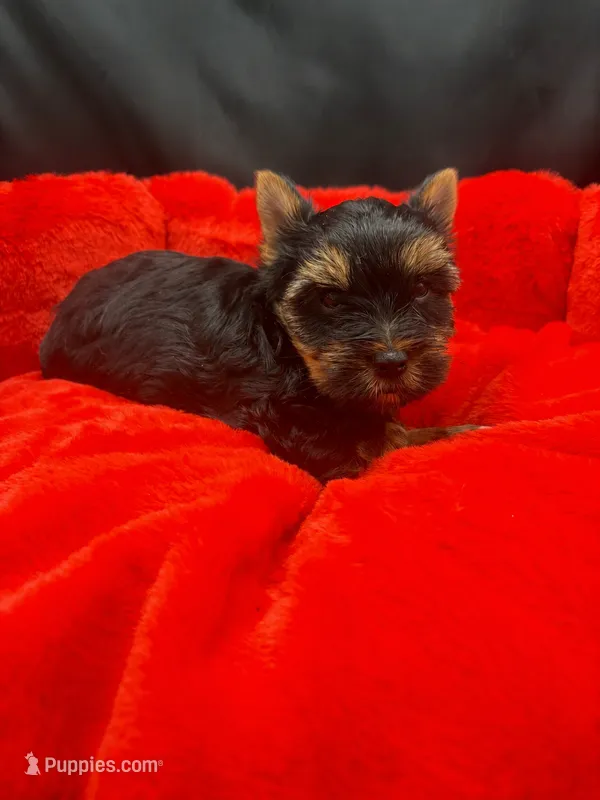 Louie – Yorkshire Terrier puppy for sale in Knoxville, TN