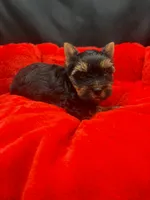 Louie, a male Yorkshire Terrier for sale in Knoxville, TN – 1 of 2
