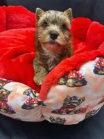 Theo, a male Yorkshire Terrier for sale in Knoxville, TN – 2 of 2