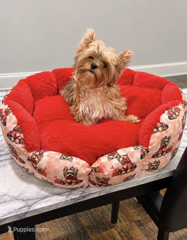 Scooter – Yorkshire Terrier puppy for sale in Knoxville, TN