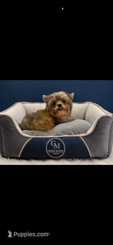 Scooter – Yorkshire Terrier puppy for sale in Knoxville, TN
