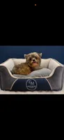 Scooter, a male Yorkshire Terrier for sale in Knoxville, TN – 1 of 4