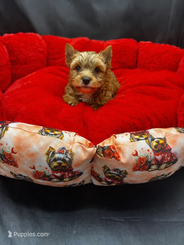 Theo – Yorkshire Terrier puppy for sale in Knoxville, TN