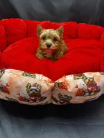 Theo, a male Yorkshire Terrier for sale in Knoxville, TN – 1 of 2