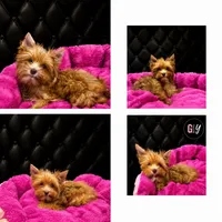 Willow, a female Yorkshire Terrier for sale in Knoxville, TN – 5 of 7