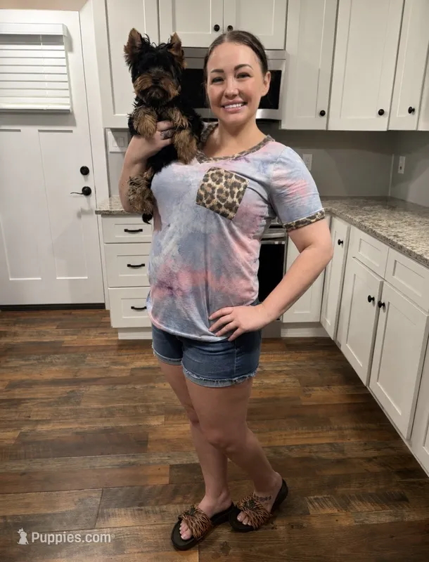 Pixie – Yorkshire Terrier puppy for sale in Knoxville, TN