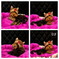 Hazel, a female Yorkshire Terrier for sale in Knoxville, TN – 5 of 7