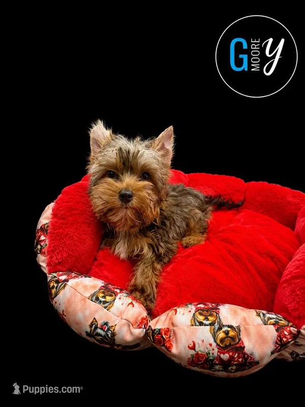Knox – Yorkshire Terrier puppy for sale in Knoxville, TN
