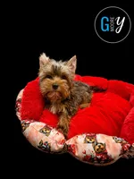 Knox, a male Yorkshire Terrier for sale in Knoxville, TN – 1 of 7