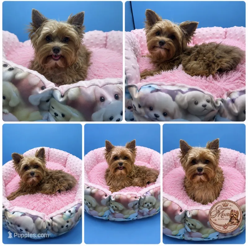 Willow – Yorkshire Terrier puppy for sale in Knoxville, TN