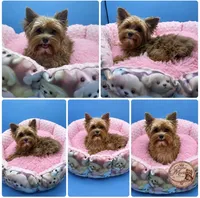 Willow, a female Yorkshire Terrier for sale in Knoxville, TN – 1 of 6
