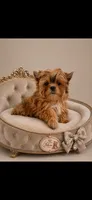 Scooter, a male Yorkshire Terrier for sale in Knoxville, TN – 4 of 4