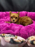 Willow, a female Yorkshire Terrier for sale in Knoxville, TN – 1 of 2