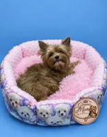 Willow, a female Yorkshire Terrier for sale in Knoxville, TN – 5 of 6