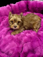 Willow, a female Yorkshire Terrier for sale in Knoxville, TN – 2 of 2