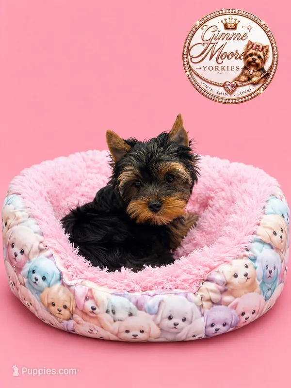 Winnie – Yorkshire Terrier puppy for sale in Knoxville, TN