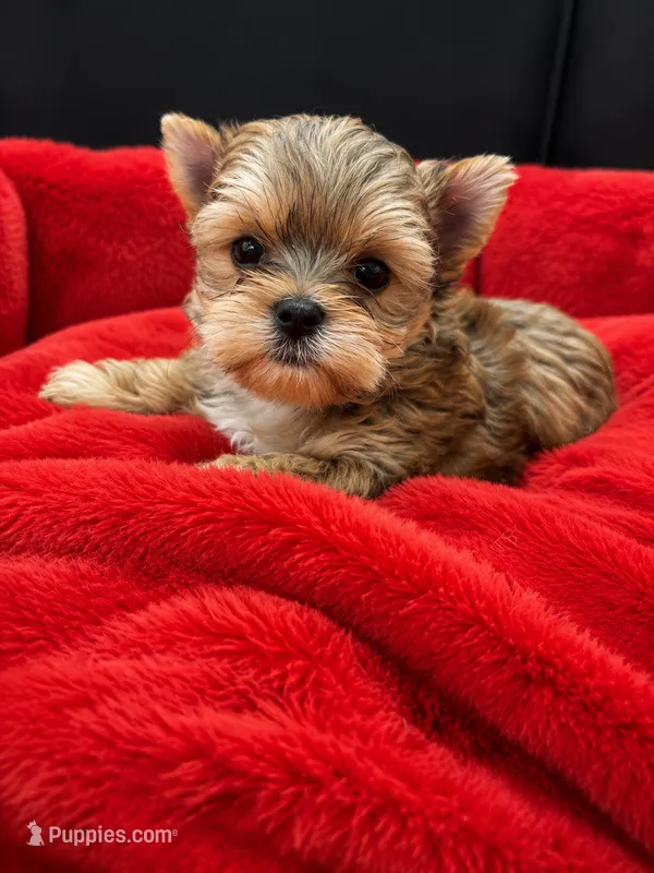 Scooter – Yorkshire Terrier puppy for sale in Knoxville, TN