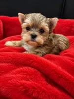 Scooter, a male Yorkshire Terrier for sale in Knoxville, TN – 1 of 1