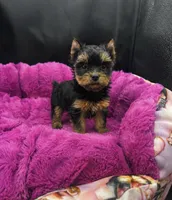 Pixie, a female Yorkshire Terrier for sale in Knoxville, TN – 1 of 2