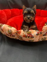 Winston, a male Yorkshire Terrier for sale in Knoxville, TN – 2 of 2