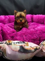 Hazel, a female Yorkshire Terrier for sale in Knoxville, TN – 2 of 2
