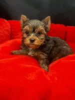 Knox, a male Yorkshire Terrier for sale in Knoxville, TN – 2 of 2