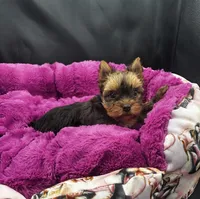 Hazel, a female Yorkshire Terrier for sale in Knoxville, TN – 6 of 7
