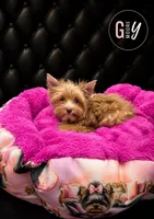 Willow, a female Yorkshire Terrier for sale in Knoxville, TN – 2 of 7