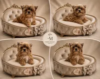 Scooter, a male Yorkshire Terrier for sale in Knoxville, TN – 3 of 4