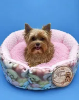 Willow, a female Yorkshire Terrier for sale in Knoxville, TN – 6 of 6