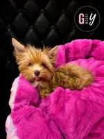 Willow, a female Yorkshire Terrier for sale in Knoxville, TN – 3 of 7