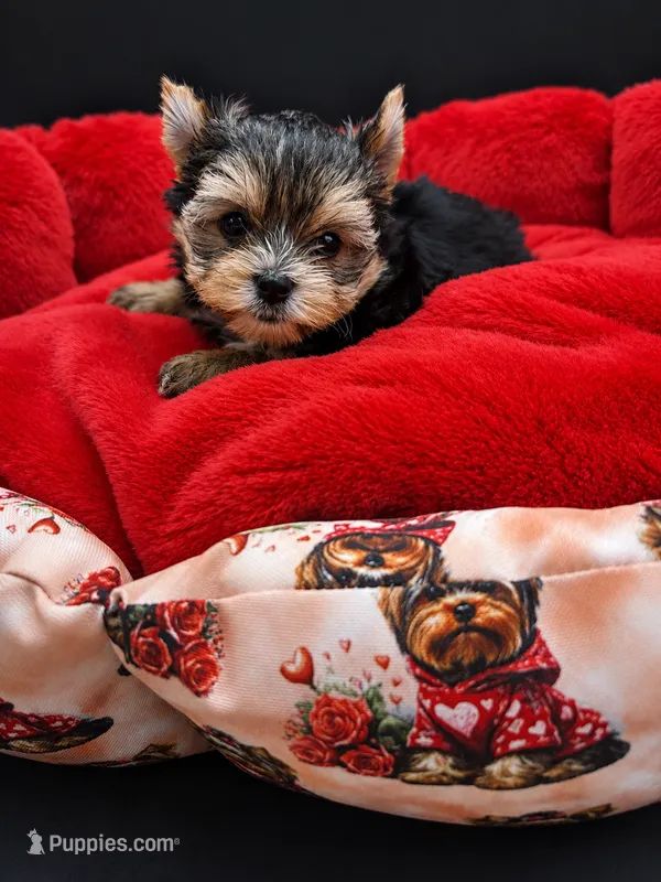Teddy – Yorkshire Terrier puppy for sale in Knoxville, TN