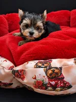 Teddy, a male Yorkshire Terrier for sale in Knoxville, TN – 1 of 1