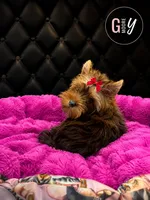 Hazel, a female Yorkshire Terrier for sale in Knoxville, TN – 2 of 7