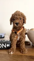Orange, a male Miniature Goldendoodle for sale in Imperial, CA – 3 of 4