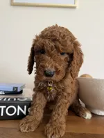 Yellow , a male Miniature Goldendoodle for sale in Imperial, CA – 2 of 3