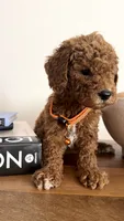 Orange, a male Miniature Goldendoodle for sale in Imperial, CA – 2 of 4
