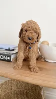 Blue, a male Miniature Goldendoodle for sale in Imperial, CA – 2 of 3