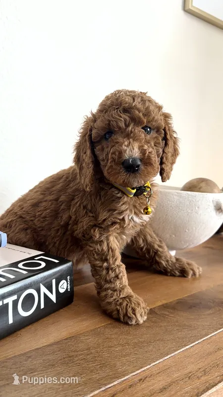 Yellow  – Miniature Goldendoodle puppy for sale in Imperial, CA