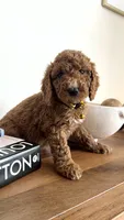Yellow , a male Miniature Goldendoodle for sale in Imperial, CA – 1 of 3