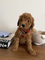 Red, a male Miniature Goldendoodle for sale in Imperial, CA – 3 of 3