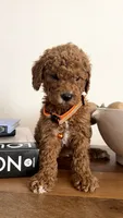 Orange, a male Miniature Goldendoodle for sale in Imperial, CA – 1 of 4