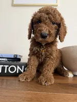 Yellow , a male Miniature Goldendoodle for sale in Imperial, CA – 3 of 3