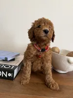 Red, a male Miniature Goldendoodle for sale in Imperial, CA – 2 of 3